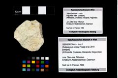 Foto (Objekt + Etikett) von Ululapagurus oroszyi (Fraaije et al., 2019)  (NHMW-GEO-1990-0041-2644)